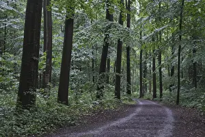 Forest path leads through a deciduous forest with copper beech (Fagus silvatica)