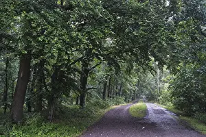 Forest path leads past a deciduous forest with copper beech (Fagus silvatica)