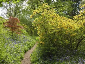 Forest path lined with flowering plants and colourful trees