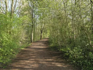 A forest path, lined with lush green trees and shrubs