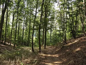 A forest path lined with tall trees