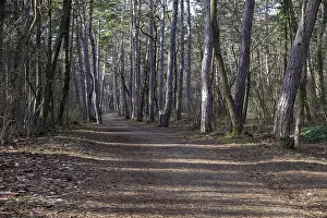 Forest path lined with tall trees in a quiet