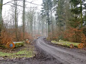 Forest path, Maulbronn deciduous forest in winter
