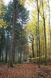 Forest path through mixed forest