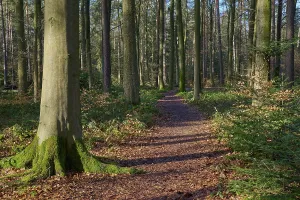 Forest path, mixed forest, beech