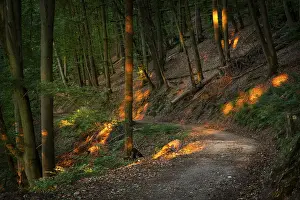 Category Forests Prints: A forest path in a mixed forest with many Beech trees in summer