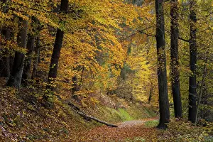 Category Forests Prints: A forest path in a mixed forest with many deciduous trees