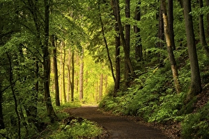 A forest path in a mixed forest with deciduous trees and conifers in early summer