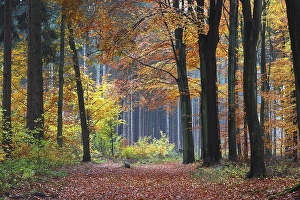 Forest path in an mixed forest of European Beech Trees (Fagus sylvatica) and Norway Spruce Trees (Picea abies)