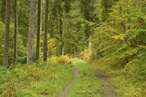 Forest path, mixed forest, fir