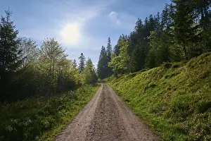 Forest path, mixed forest, sun