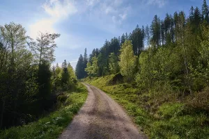 Forest path, mixed forest, sun
