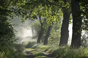 Forest path, morning mist, Lower Saxony