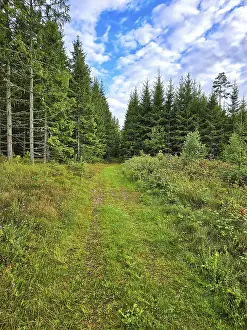 Forest path overgrown with grass