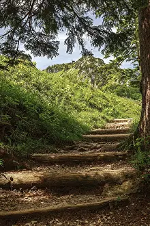 Forest path that runs under trees in a hilly landscape in the sunlight