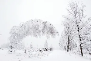 Forest path with snow-covered trees