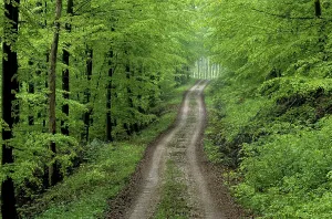 Forest path in spring