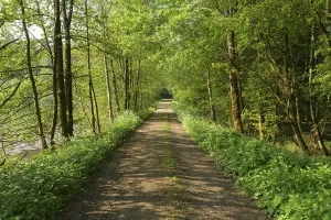 Forest path in spring, Baden-Wuerttemberg