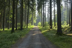 Forest path in spring, Baden-Wuerttemberg
