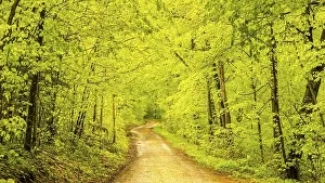 Forest path in spring, beech trees (Fagus sylvatica)