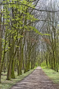 Forest path on a spring day in the sunshine