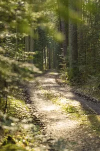Forest path with sunlight falling through the trees