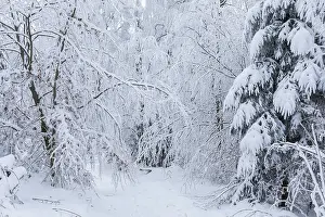 Category Forests Prints: Forest path through the trees covered in snow and hoarfrost on the Czorneboh