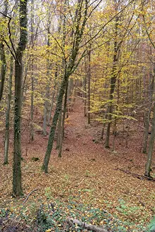 Forest path winding through trees covered with colorful autumn leaves creating a natural tunnel