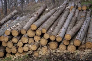 Forest pine and spruce trees. Log trunks pile
