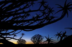 Forest of Quiver trees or Kokerbooms (Aloe dichotoma)