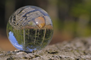 Forest reflection in a glass ball