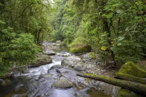 Forest on the Rio Savegre, San Gerardo de Dota