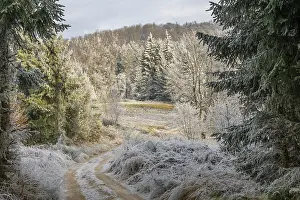 Forest road going through a beautiful landscape with forest