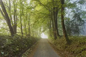 Forest road with haze in the morning