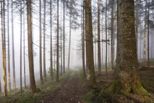 Forest road leads through a foggy coniferous forest