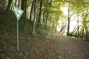 Forest road in a nature reserve