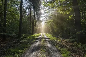 Forest road with sun and sunbeams in the morning