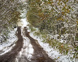 Forest roads and trails in beginning of winter
