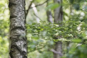 Forest with sand birch (Betula pendula)