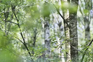 Forest with sand birch (Betula pendula)