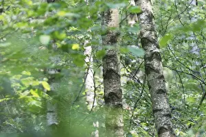 Forest with sand birch (Betula pendula)