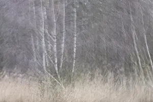 Forest with sand birch trees (Betula pendula)