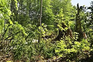 Forest in Sauerland, Germany, Europe