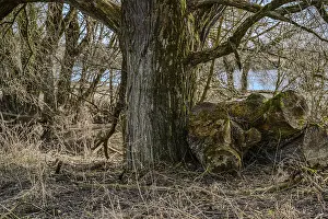 Forest scene with moss-covered tree trunks and dense branches