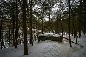 Forest scene with a snow-covered rock and tall trees