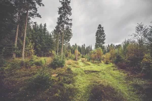 Forest scenery in the fall with tall pine trees