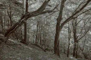 The forest on the slope