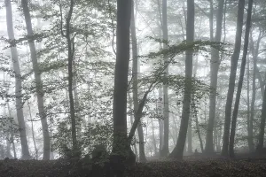 Forest on a slope in the fog in autumn