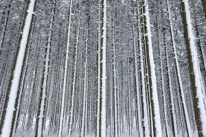 Forest with snow-covered tree trunks