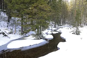 Forest, snowy landscape, Bavarian Forest National Park